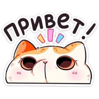 😥 привет! gatto, saluto, carino, animale, ciao, russo telegram sticker