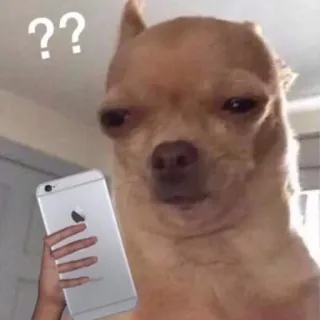 😵‍💫 ?? hond, chihuahua, verward, telefoon, vraagtekens, dier telegram sticker