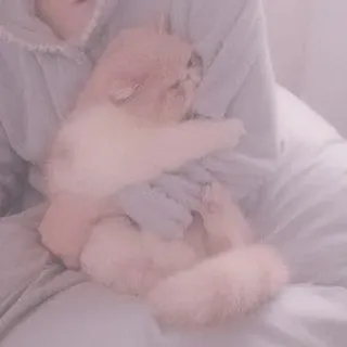 🐈 kot, zwierzę domowe, słodki, puszysty, zwierzę, kociak telegram sticker