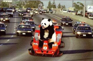 🚗 panda, car chase, police, traffic, animal, humor telegram sticker
