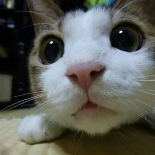👀 gato, lindo, mascota, animal, mamífero, doméstico telegram sticker