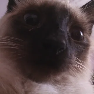 👀 Katze, Tier, Haustier, Siamesische Katze, Säugetier, Haustier telegram sticker