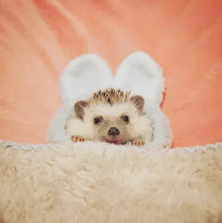 🦔 egel, dier, schattig, huisdier telegram sticker