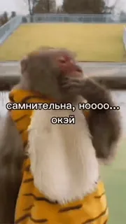 🌟 самнительна, ноооо... окэй singe, animal, déguisement tigre, russe, douteux, ok whatsapp sticker