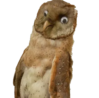 😕 hibou, oiseau, animal, faune, nature, yeux whatsapp sticker