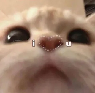 ❤️ i u gato, animal, fofo, eu te amo telegram sticker