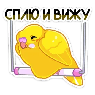 😴 СПЛЮ И ВИЖУ pájaro, periquito, lindo, durmiendo, ruso, pegatina whatsapp sticker