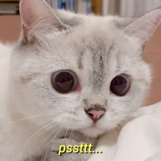 💛 pssttt... gato, animal, fofo, animal de estimação, meme, sussurro telegram sticker
