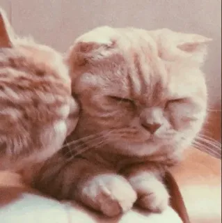 🐾 고양이, 새끼 고양이, 동물, 애완 동물, 귀여운, 애정 telegram sticker