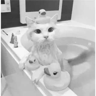 🐈 고양이, 목욕, 고무 오리, 새끼 고양이, 동물, 귀여운 whatsapp sticker
