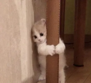 😿 котёнок, кошка, милый, животное, питомец, маленький whatsapp sticker