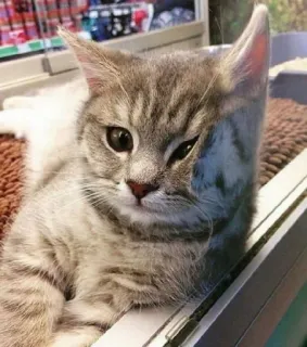 😍 kucing, anak kucing, hewan peliharaan, binatang, imut, kucing domestik telegram sticker