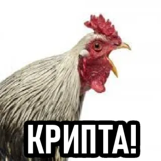 🐓 КРИПТА! gallo, pollo, animal, cripta, ruso whatsapp sticker