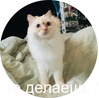 ☺ Че делаешь? кот, милый, русский, вопрос, животное whatsapp sticker