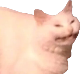😵 cat, animal, meme, funny, white cat telegram sticker