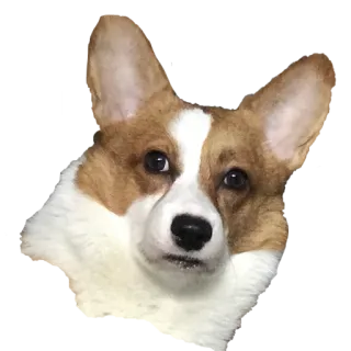 😟 corgi, dog, animal, pet telegram sticker