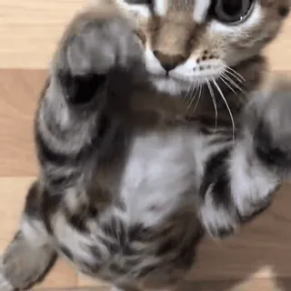 🥺 gatinho, gato, fofo, animal, animal de estimação, adorável, brincalhão whatsapp sticker