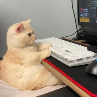 🐱 kot, klawiatura, komputer, gaming, zwierzę telegram sticker