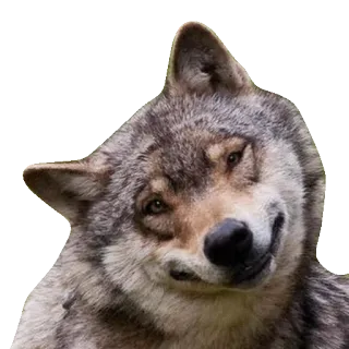 😅 wilk, zwierzę, ssak, dzika przyroda, natura telegram sticker