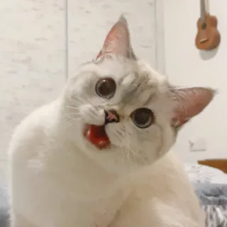 🐱 cat, animal, cute, pet whatsapp sticker