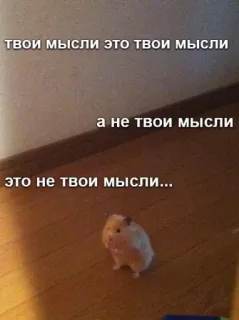 ☝️ твои мысли это твои мысли
а не твои мысли
это не твои мысли... hámster, meme, gracioso, ruso, pensamientos whatsapp sticker