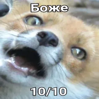 🥇 Боже 10/10 raposa, animal, meme, engraçado, chocado, surpreso, avaliação telegram sticker