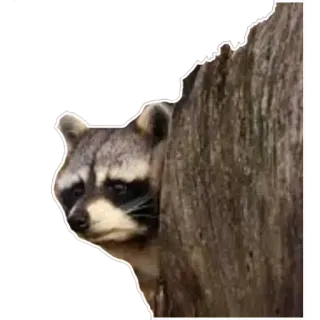 👀 Waschbär, Tier, Natur, Baum, Wildtier, Säugetier telegram sticker