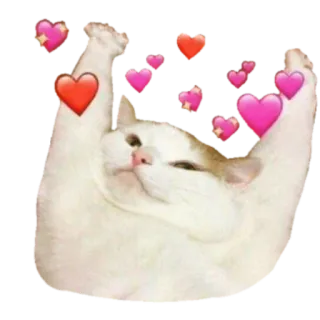 ❤️ gato, corazones, lindo, animal, amor, feliz telegram sticker