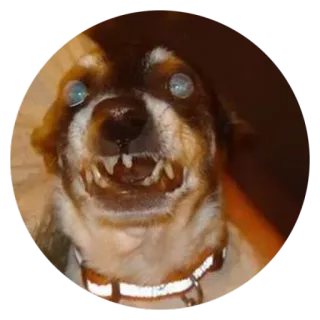 💀 Hund, gruselig, Tier, Zähne, unheimlich, Meme telegram sticker