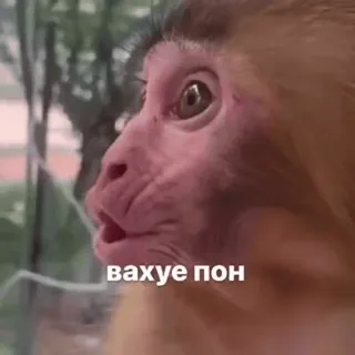 😗 вахуе пон monkey, ape, shocked, funny, meme, russian telegram sticker