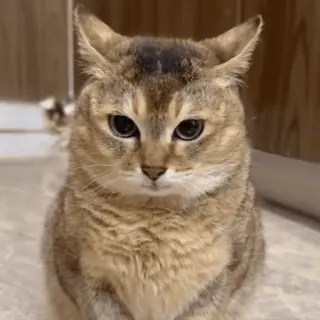 🐾 猫, 宠物, 动物, 可爱, 猫科动物 telegram sticker