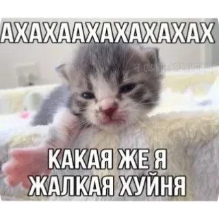🥲 АХАХААХАХАХАХАХАХ
КАКАЯ ЖЕ Я ЖАЛКАЯ ХУЙНЯ 子猫, 猫, ミーム, 不快, 動物, ロシア, ユーモア telegram sticker