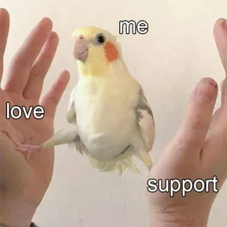 ❤ me love support perroquet, amour, soutien, oiseau, animal, mignon, animal de compagnie telegram sticker