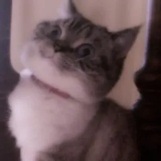🐈 кот, домашнее животное, животное, домашний кот telegram sticker