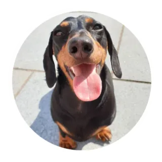 😏 dog, dachshund, animal, cute, pet whatsapp sticker