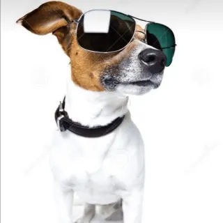 😎 dog, sunglasses, animal, pet telegram sticker