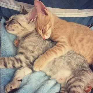 💕 gatinhos, gatos, dormindo, animais, fofo, animais domésticos, animal de estimação, felino whatsapp sticker