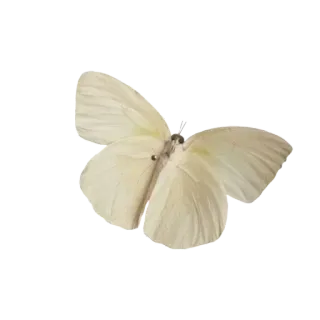 🦋 나비, 흰나비, 곤충, 자연, 동물 telegram sticker