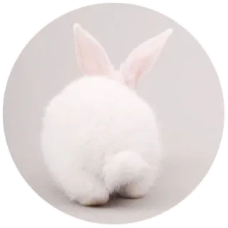 ☹ bunny, rabbit, animal, white, cute, fluffy, domestic telegram sticker