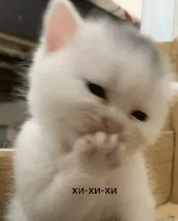 😂 хи-хи-хи Katze, Kätzchen, süß, russisch, Text, Tier, Meme telegram sticker