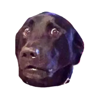 😲 dog, black dog, animal, meme, funny, shocked telegram sticker