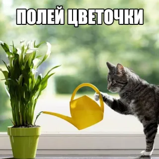 🌷 полей цветочки gato, regadera, flores, planta, ventana telegram sticker