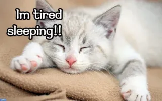 😴 Im tired sleeping!! kucing, mengantuk, lelah, anak kucing, tidur telegram sticker