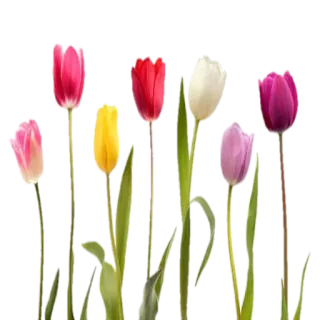 🌷 Tulpen, Blumen, Pflanzen, Frühling, Natur, Blumenmuster telegram sticker