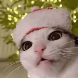 🤤 cat, christmas, santa hat, animal, pet telegram sticker
