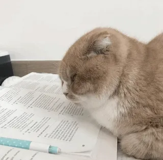🌿 mèo, học, giấy, bút, mệt mỏi, dễ thương, động vật telegram sticker