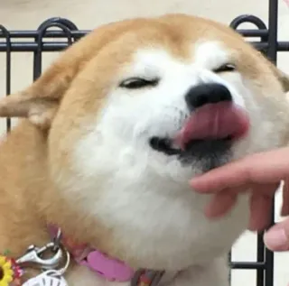 😘 chien, shiba inu, mignon, animal de compagnie, lécher, animal, drôle telegram sticker