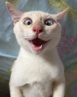 🤪 kot, zwierzę, śmieszne, mem, biały kot, zwierzę domowe, podekscytowany, zaskoczony telegram sticker