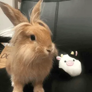 🐰 兔子, 小兔子, 奶牛, 毛绒玩具, 宠物, 动物 telegram sticker