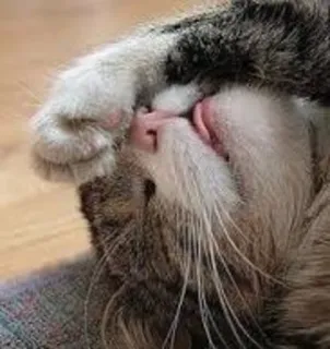 😞 cat, kitten, pet, animal, cute, funny telegram sticker